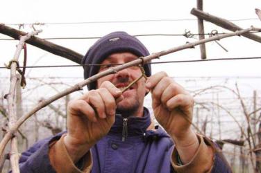 Antolini, uno dei migliori produttori della Valpolicella, a lavoro in vigna
